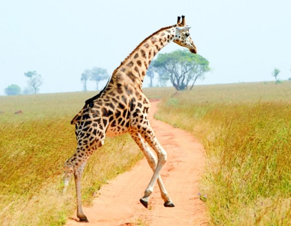 10 Day Highlights of Uganda Mid range and LUXURY Safari