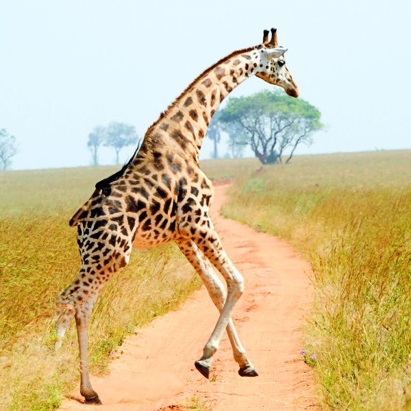 10 Day Highlights of Uganda Mid range and LUXURY Safari