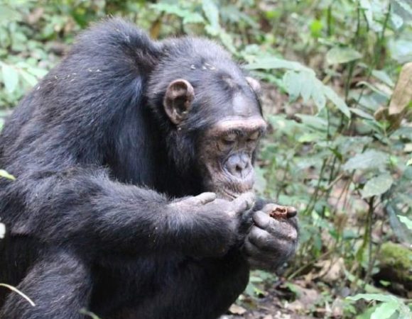 3 Day Gorilla Trekking Rwanda Budget Tour