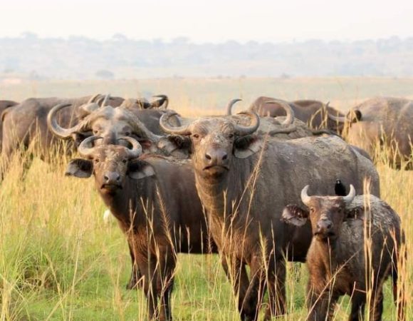 10 Day Best of Rwanda Midrange Tour
