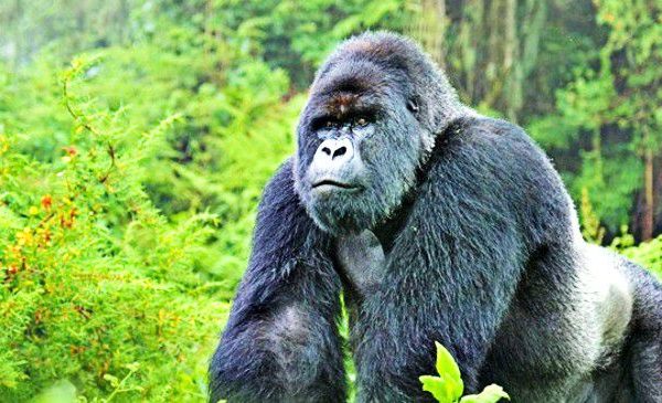 gorilla tracking in Congo