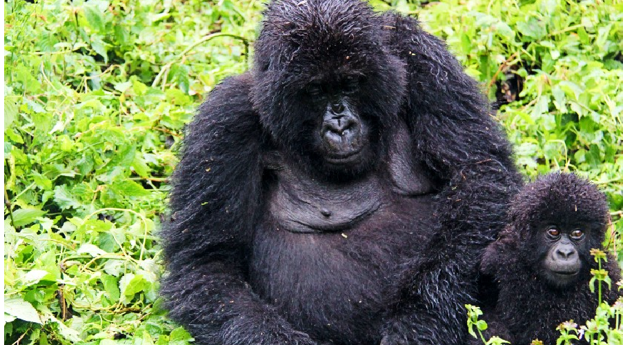 D.R Congo