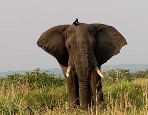 6 Day “Thousand Hills of Rwanda” Luxury Tour