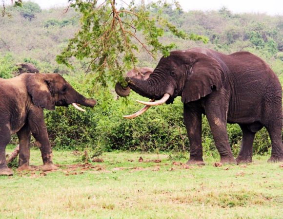 11 Day Kenya Bush and Beach BUDGET safari