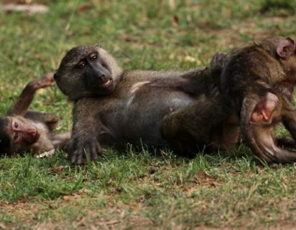5 Day Gorillas and Golden Monkeys of Rwanda MID  RANGE