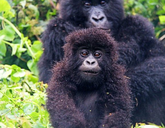 4 Days Kigali Bwindi Kigali