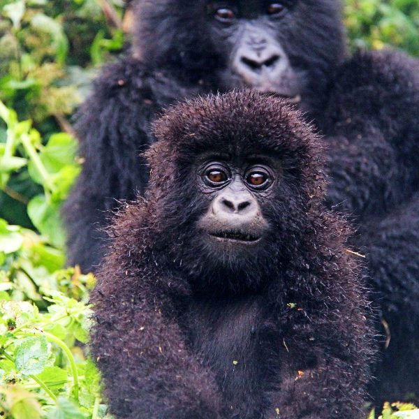 4 Days Kigali Bwindi Kigali