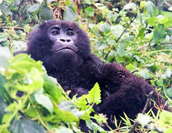16 Days Uganda Gorilla, Adventure and Culture Safari MIDRANGE