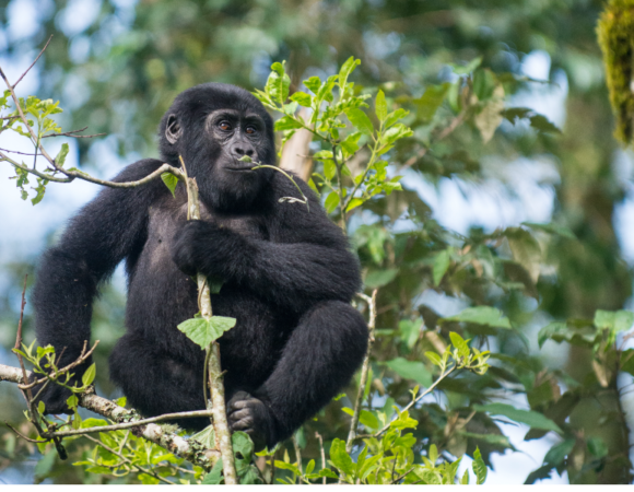 14 Day Rwanda, DR Congo and Uganda Midrange to Luxury
