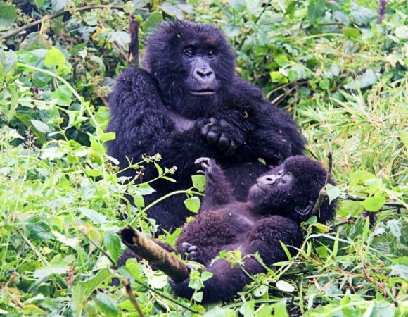 6 Days Special Chimpanzees and Gorillas in Uganda  Budget