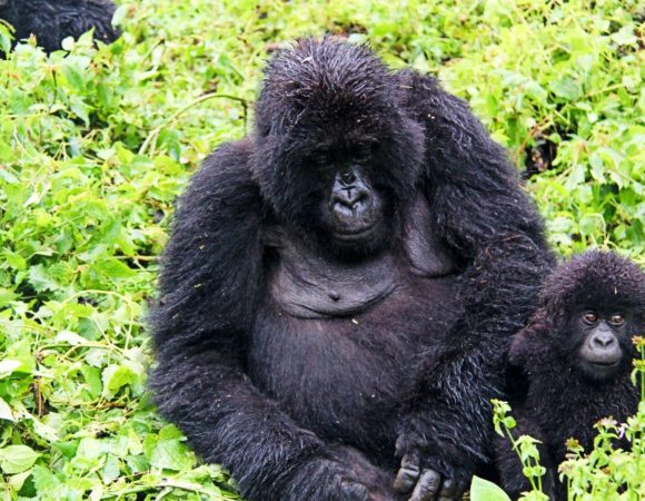 10 Day Uganda Gorillas & Zanzibar Beach MID RANGE Safari