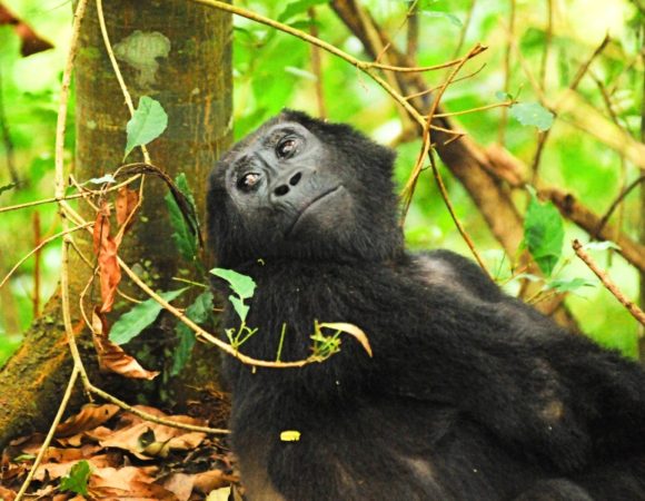 6 Days Special Chimpanzees and Gorillas in Uganda