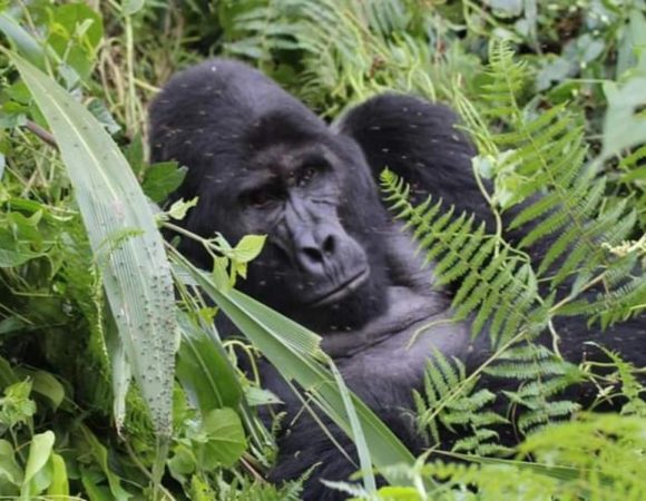 5 Day Gorilla Trekking Uganda Start End Kigali Midrange  Tour