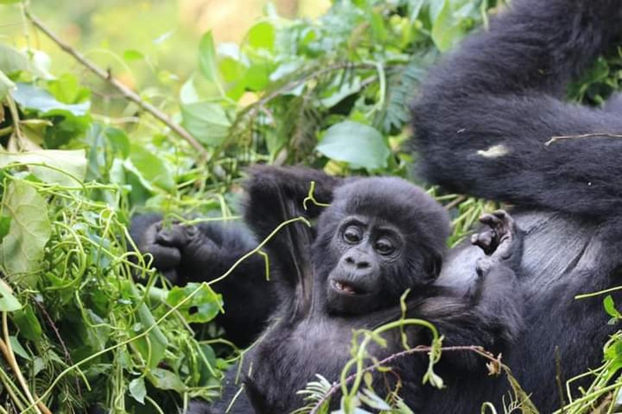 5 Days Uganda gorilla mid-range safaris