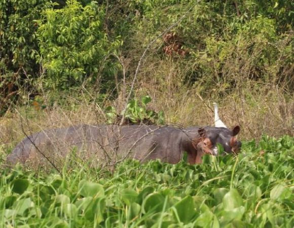 7 Day Best of Rwanda Midrange Tour