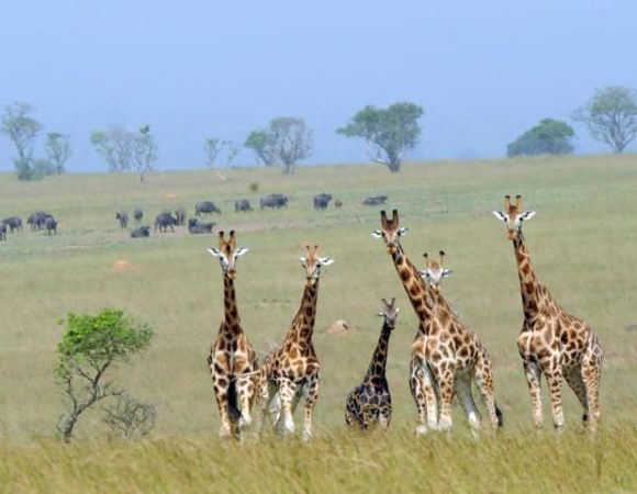 8 Days Undiscovered North East Uganda Tour Budget  and Midrange