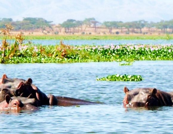 5 Day Masai Mara, Lake Naivasha and Amboseli MIDRANGE Safari