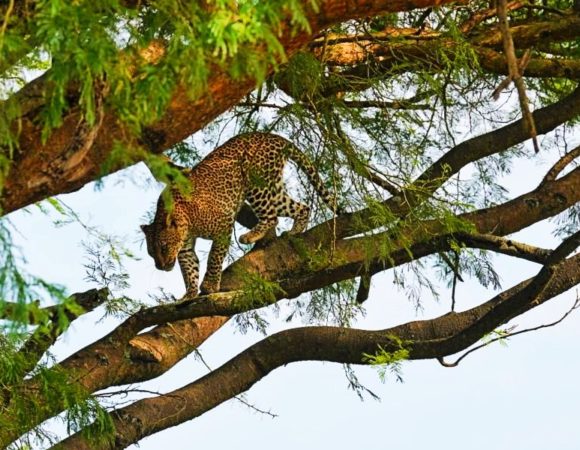 7 Days Exclusive Uganda Wildlife Tour