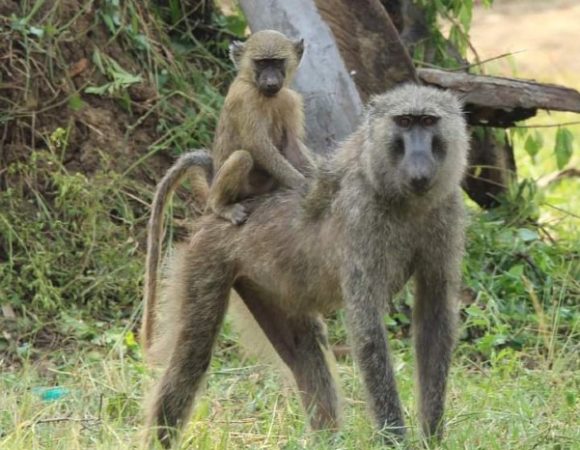 5 Day Gorillas and Golden Monkeys of Rwanda LUXURY  TOUR
