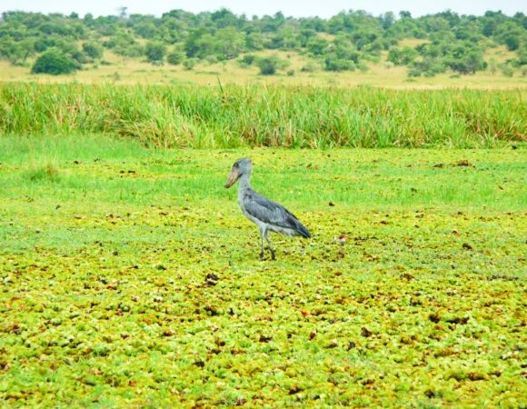 11 Day Highlights of Uganda Tour – BUDGET