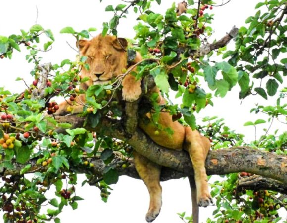7 Days Search of Zebras, Tree climbing lions and chimpanzees