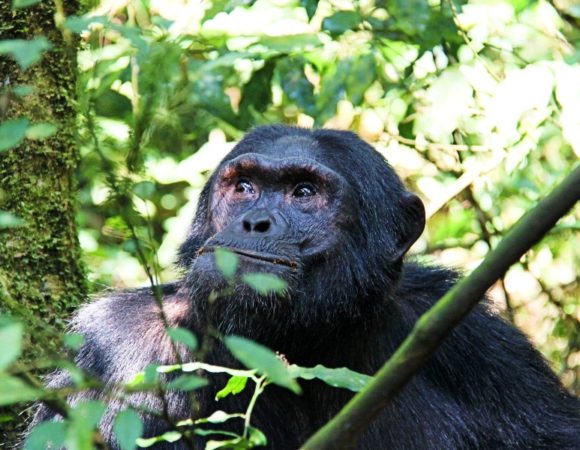 5 Days Chimpanzees and Gorillas Uganda Tour