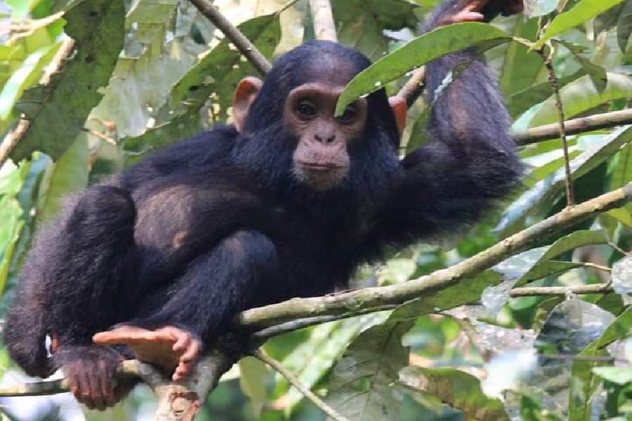 6 Days chimpanzee and gorillas Uganda