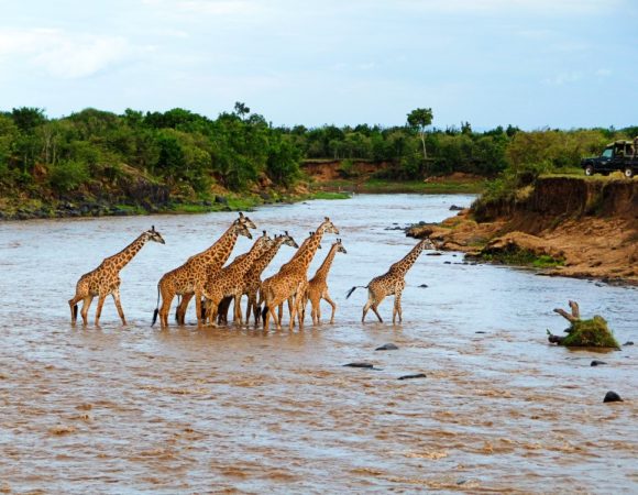 8 Days Best of Uganda including special homestead