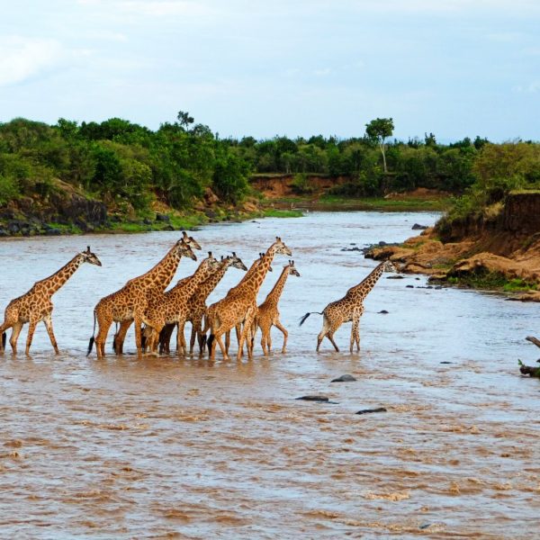 Giraffes at Masai Mara