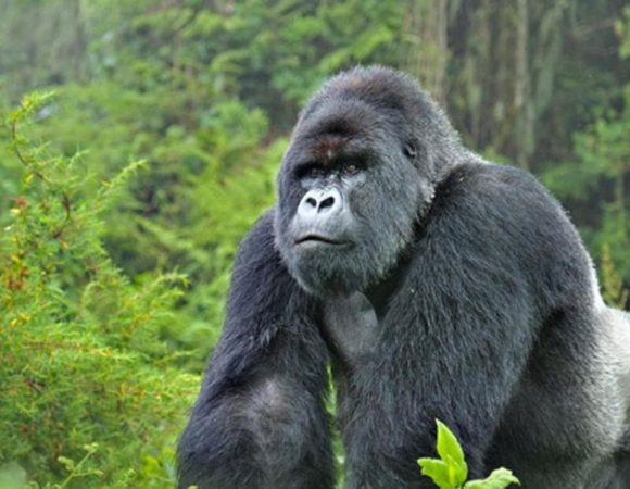 10 Day DR Congo with Congo Nile Biking Budget Tour