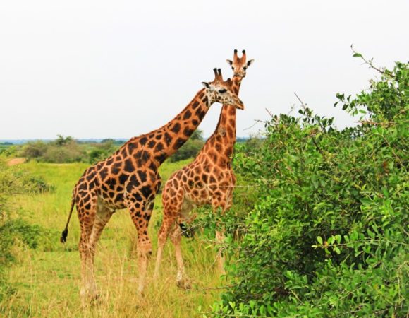 6 Day special offer Big game and Gorillas Safari