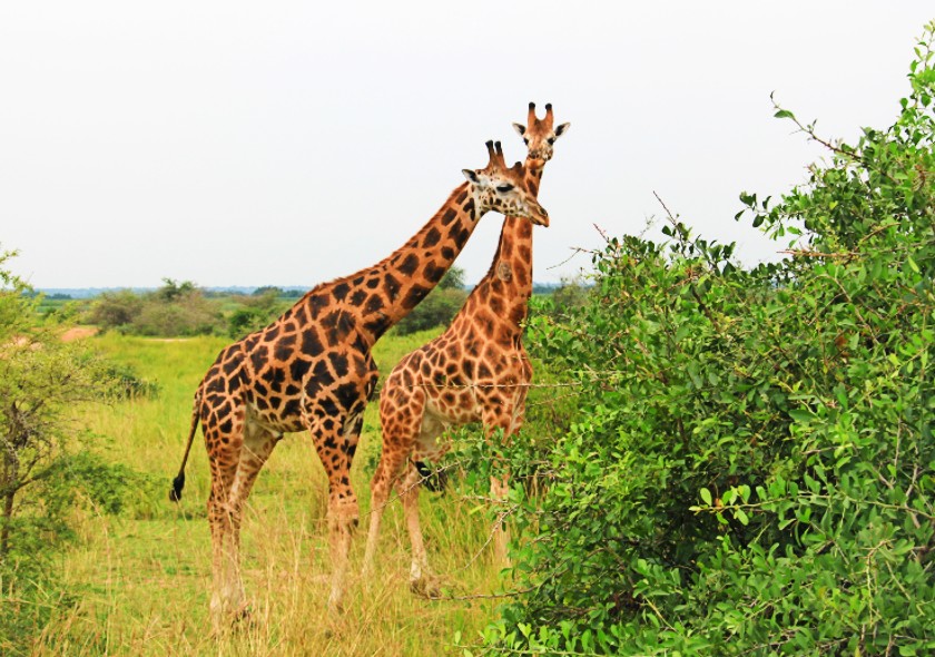 Uganda