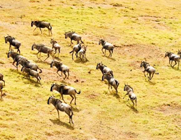5 Day Serengeti Wildebeast Migration Budget Safari