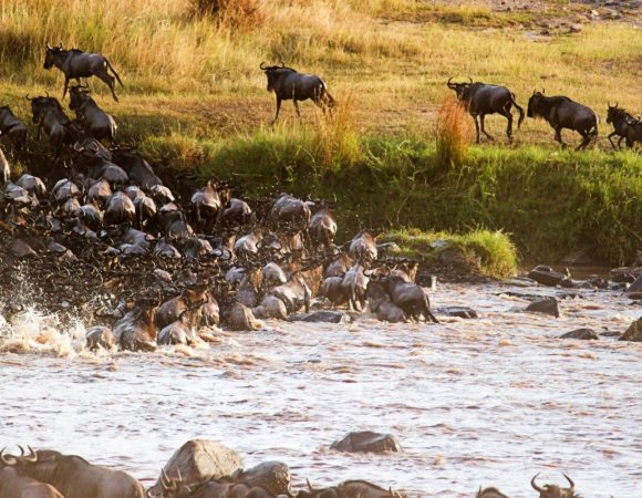 5 Day Serengeti Wilderbeast Migration MIDRANGE Safari