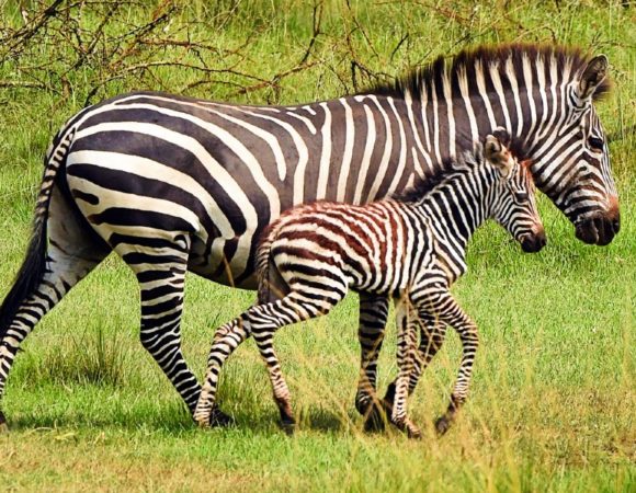 7 days North East Karamoja and Kidepo National Park